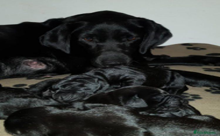 Labrador Retriever dogs - Advert 3