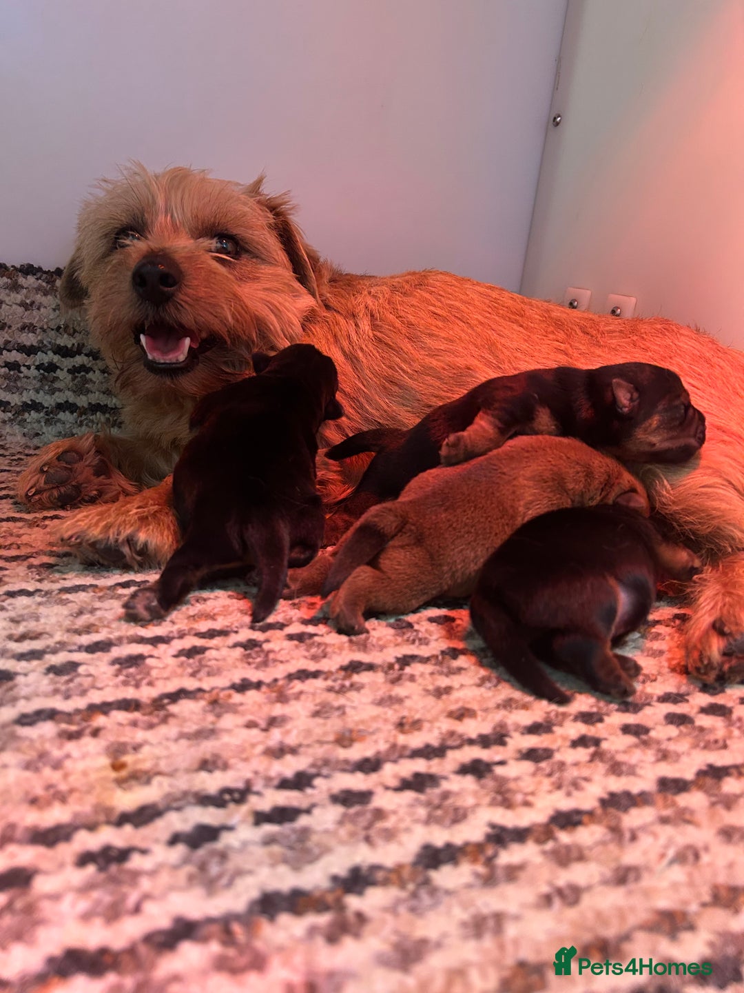Norfolk Terrier dogs for sale: KC Norfolk terrier puppies  - Advert 3