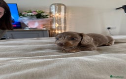 Miniature Dachshund dogs for sale: Miniature Dachshund puppies boys and girls  - Image 7
