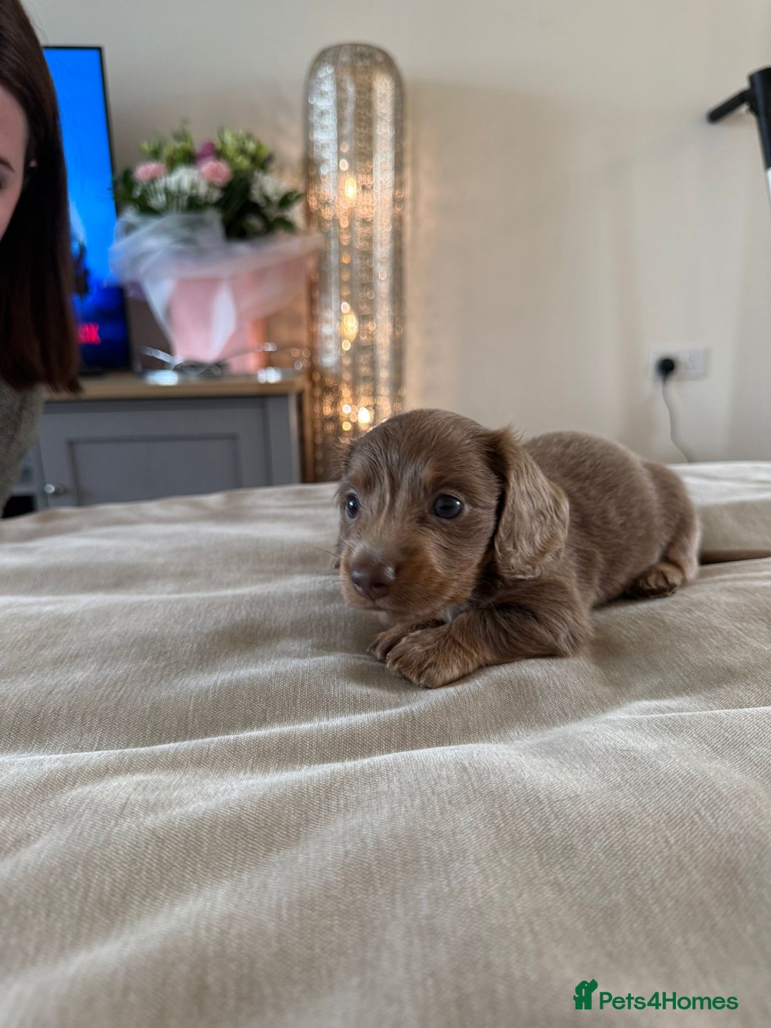 Miniature Dachshund dogs for sale: Miniature Dachshund puppies boys and girls  - Image 7
