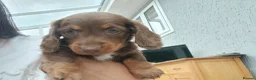 Miniature Dachshund dogs for sale: Miniature dachshund puppies  - Advert 8
