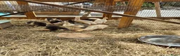 Ducks poultry for sale: Indian Runner Ducks ducklings - Advert 2