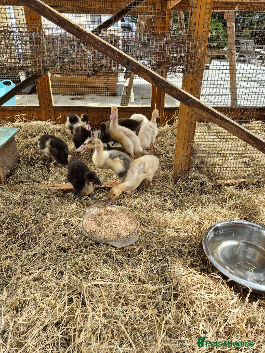 Ducks poultry for sale: Indian Runner Ducks ducklings - Advert 2