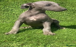 Whippet dogs for sale: Kc whippet pups  - Image 18