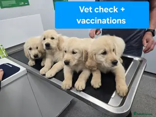 Golden Retriever dogs Golden Retriever Puppies KC Registered Ready now - Advert 8