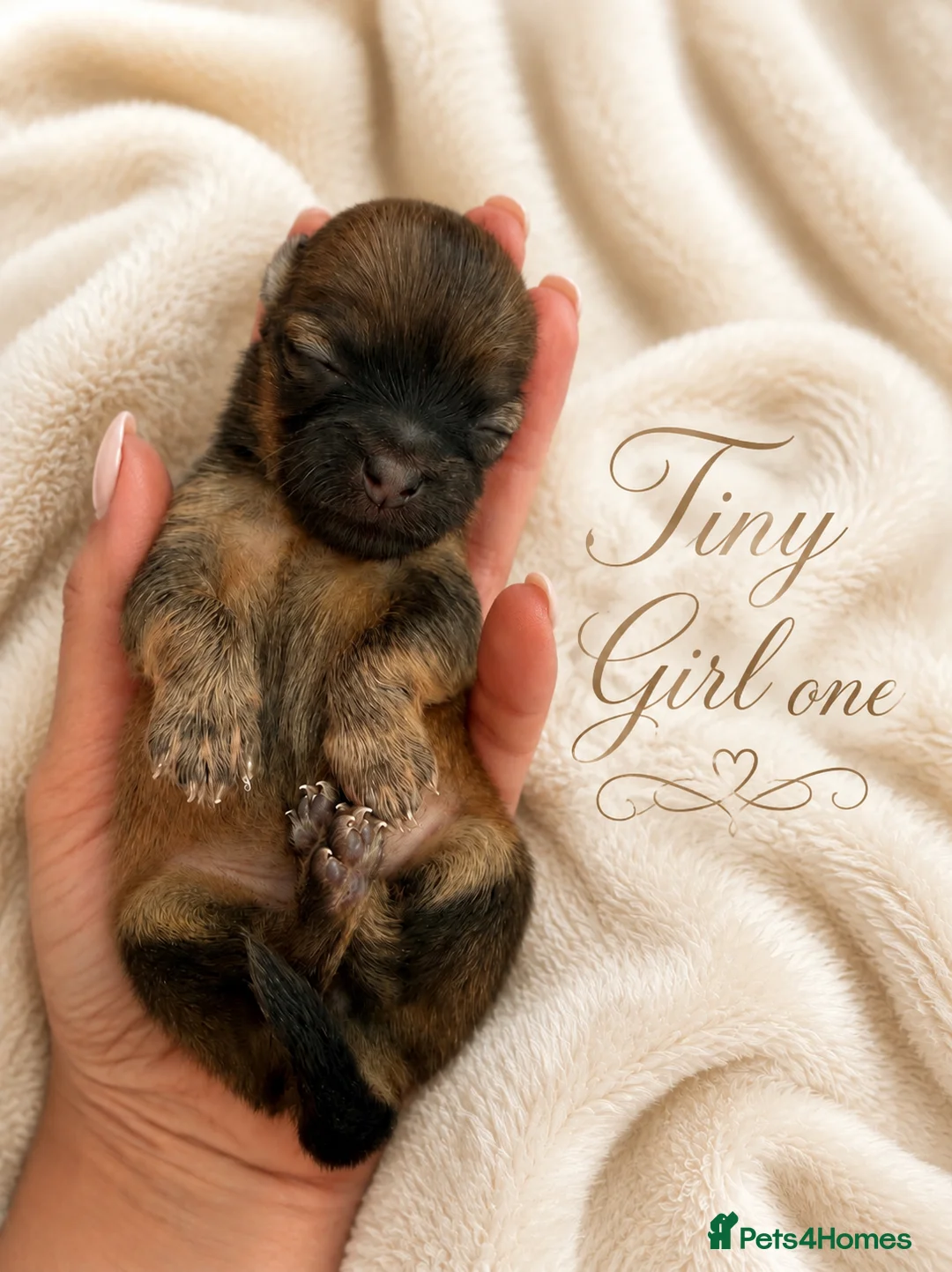Pomchi dogs for sale: Beautiful family raised Pomchi puppies 💗 - Advert 2