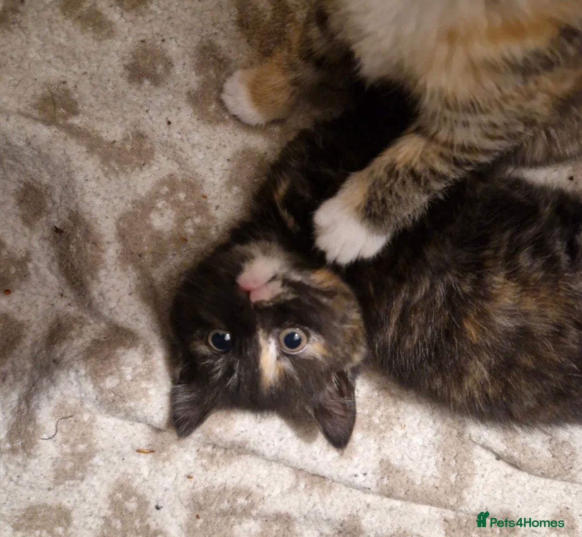 British Shorthair cats Last kitten for sale! - Advert 5