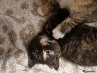 British Shorthair cats Last kitten for sale! - Advert 5