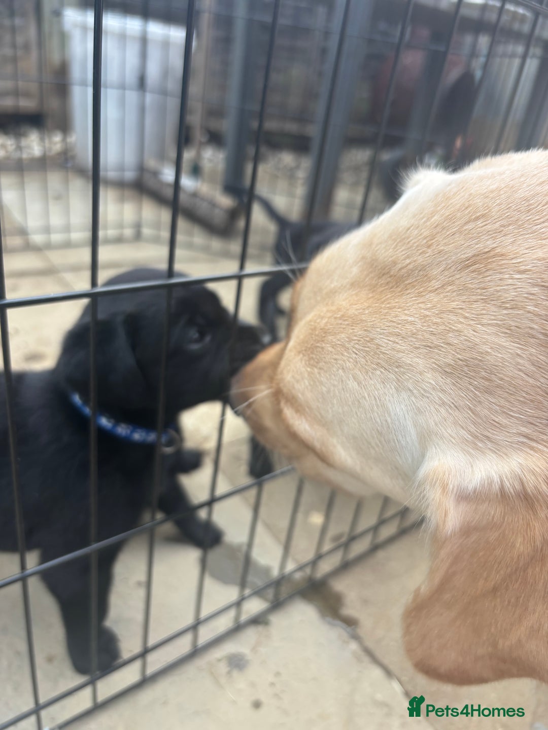 Labrador Retriever dogs for sale: Beautiful Black Labrador  - Image 16