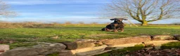 Dobermann dogs for sale: 9 month old female blue Doberman  - Advert 8