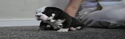 English Bulldog dogs for sale: Stunning English Bulldog Puppies in Stockport - Advert 4