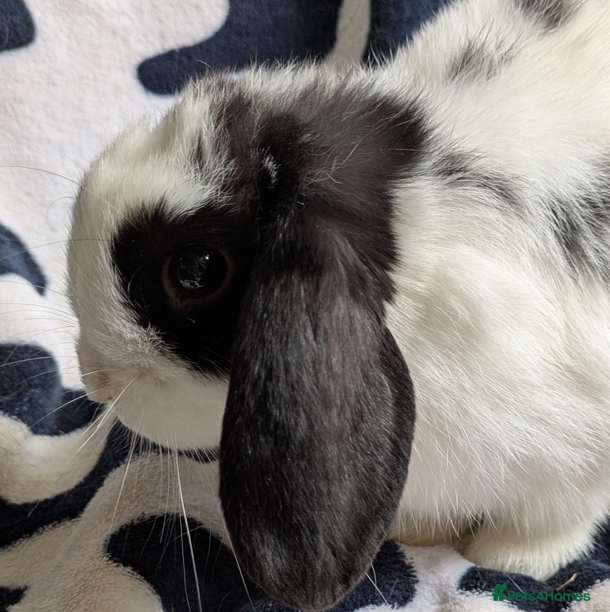 Mini Lop rabbits Gorgeous black and white mini lop buck. - Advert 2