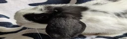 Mini Lop rabbits for sale: Gorgeous black and white mini lop buck. - Advert 1