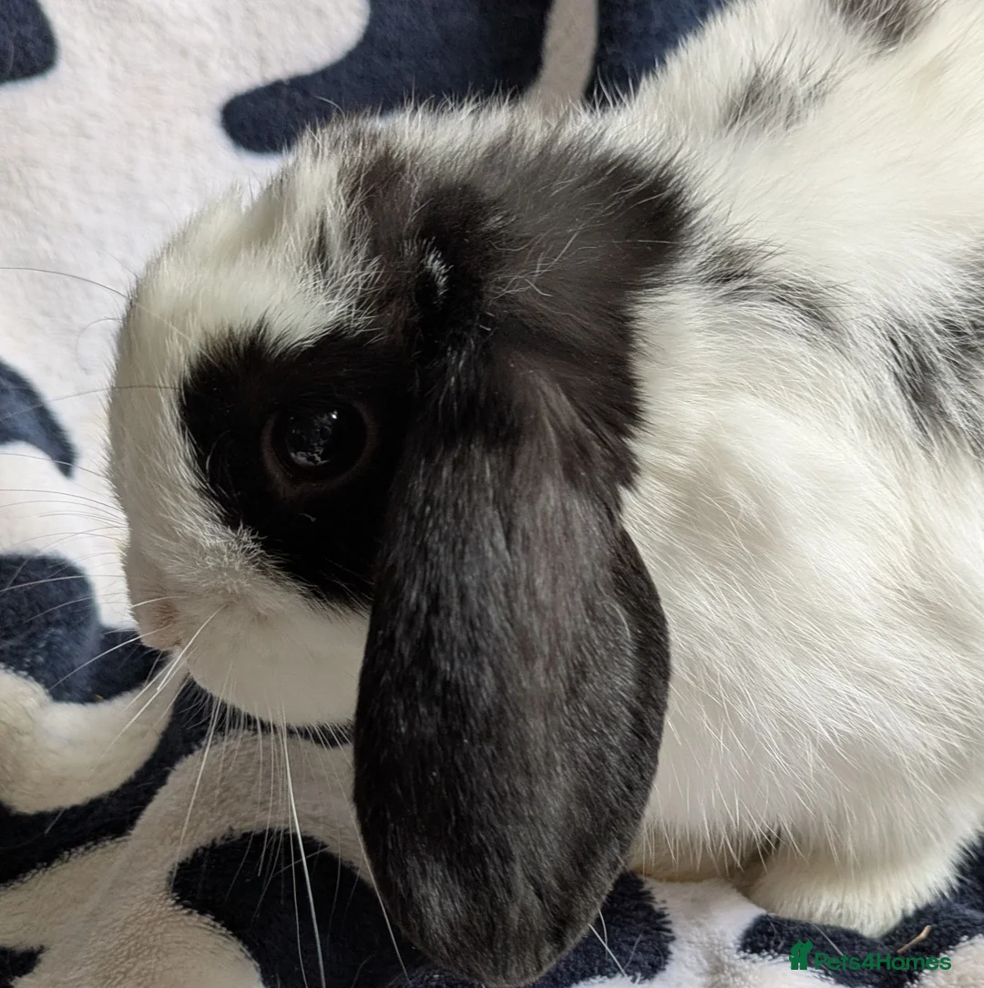Mini Lop rabbits for sale: Gorgeous black and white mini lop buck. - Advert 1