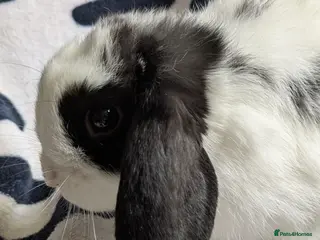 Mini Lop rabbits Gorgeous black and white mini lop buck. - Advert 1