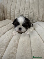 Shih Tzu dogs - Advert 10