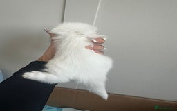Mixed Breed cats for sale: Kittens  - Image 12
