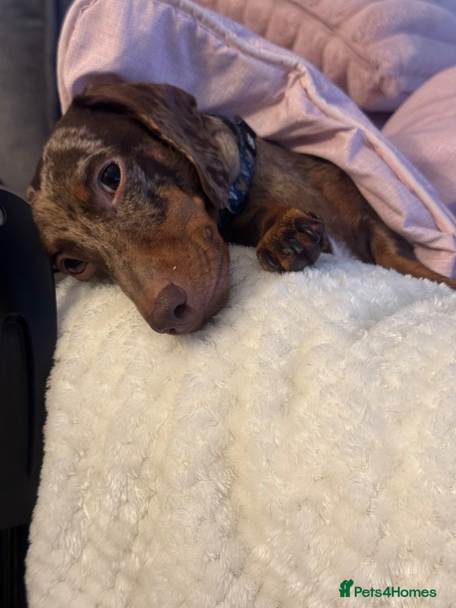 Miniature Dachshund dogs Beautiful miniature dachshund puppies  - Advert 1