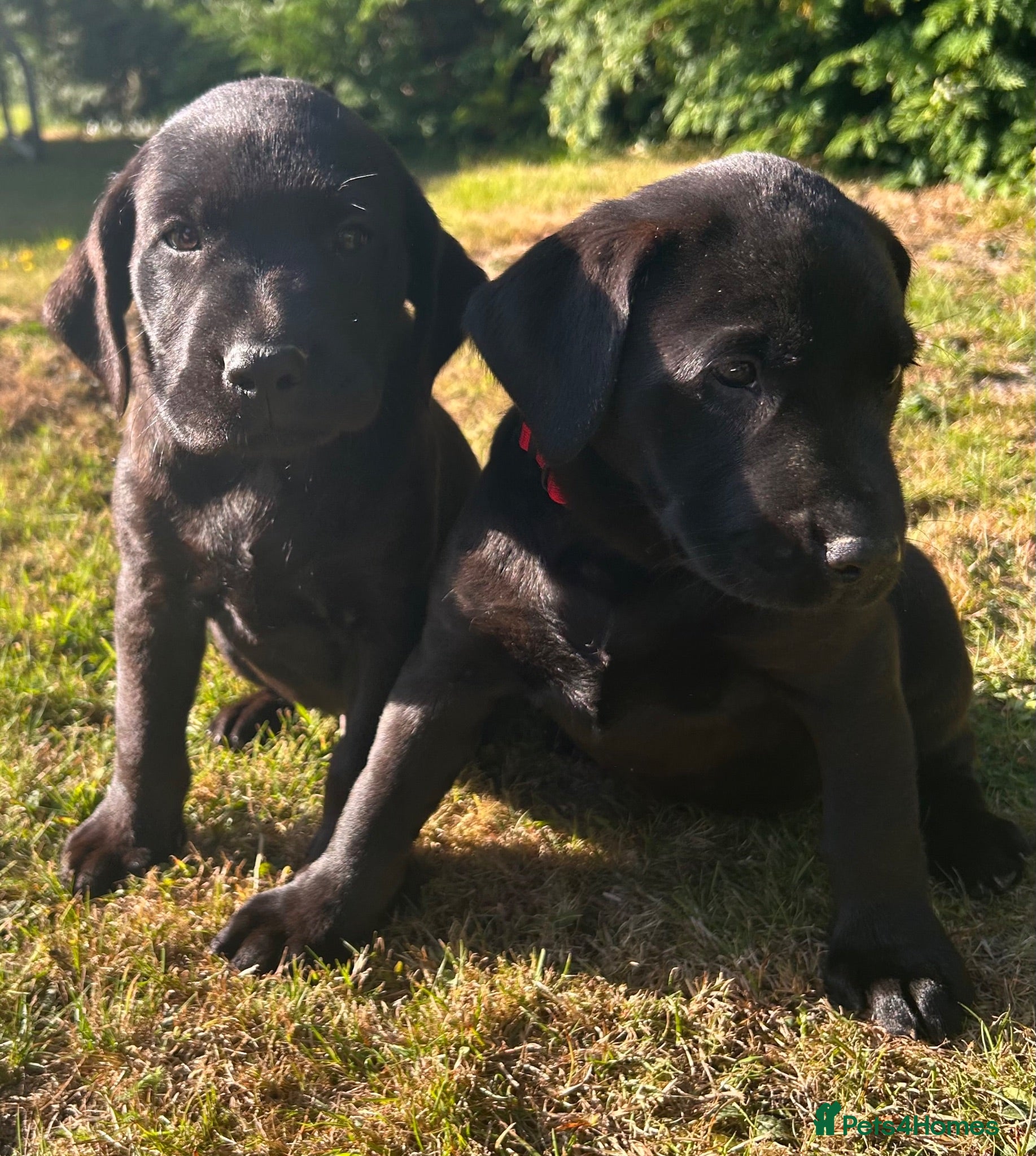 Labrador Retriever dogs KC Registered Labrador puppies  - Advert 12