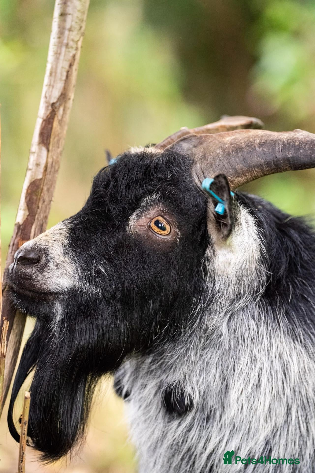 Goats livestock 2 Intact Pygmy Billy Goats For Sale - Advert 1