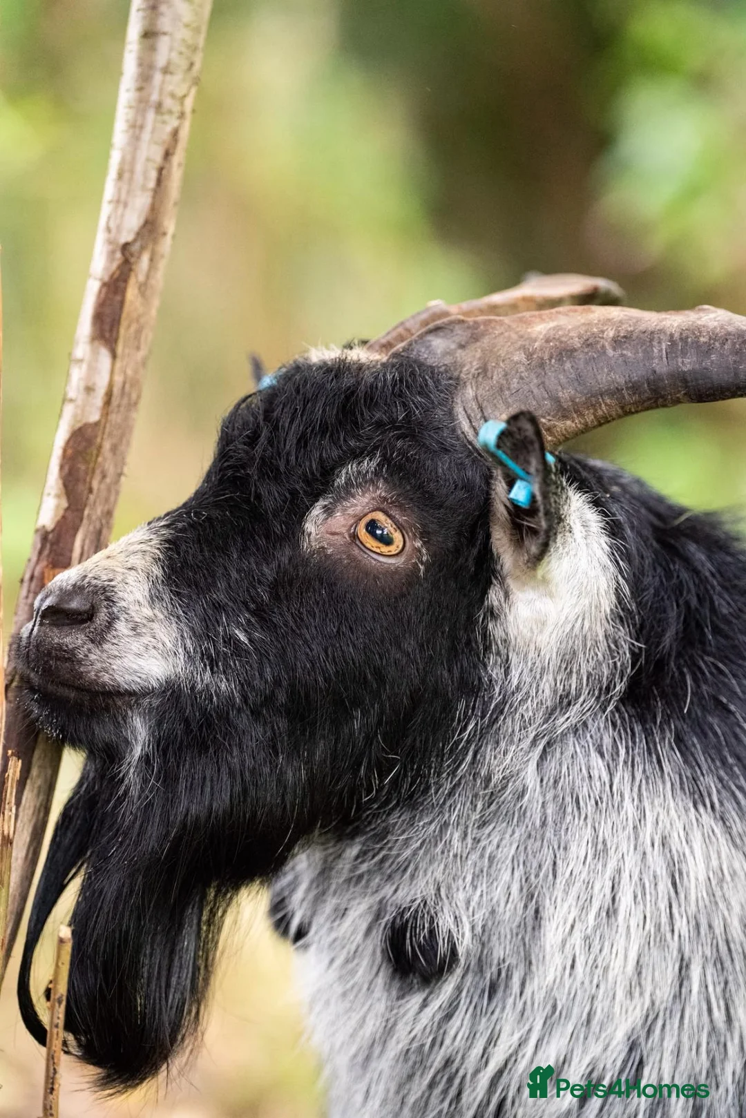 Goats livestock for sale: 2 Intact Pygmy Billy Goats For Sale - Advert 1