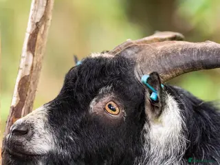 Goats livestock 2 Intact Pygmy Billy Goats For Sale - Advert 1