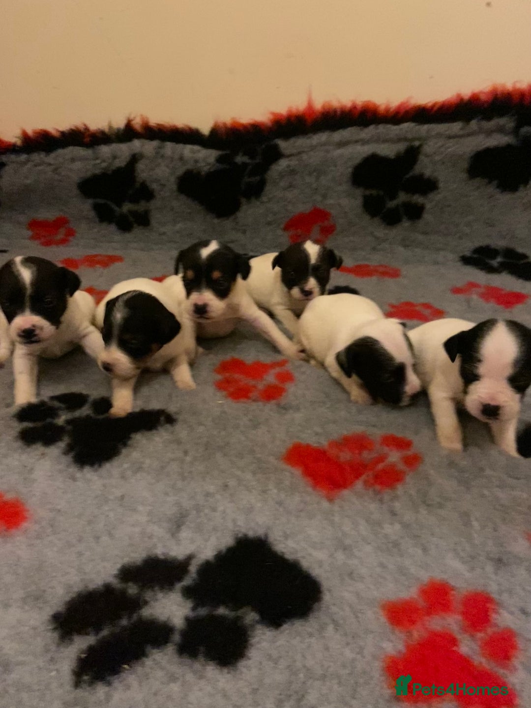 Jack Russell dogs for sale: Jack Russell puppies *SHORT LEGGED* - Advert 6