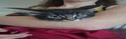 Maine Coon cats for sale: Black smoked PANTHERS!! 😍 - Advert 14