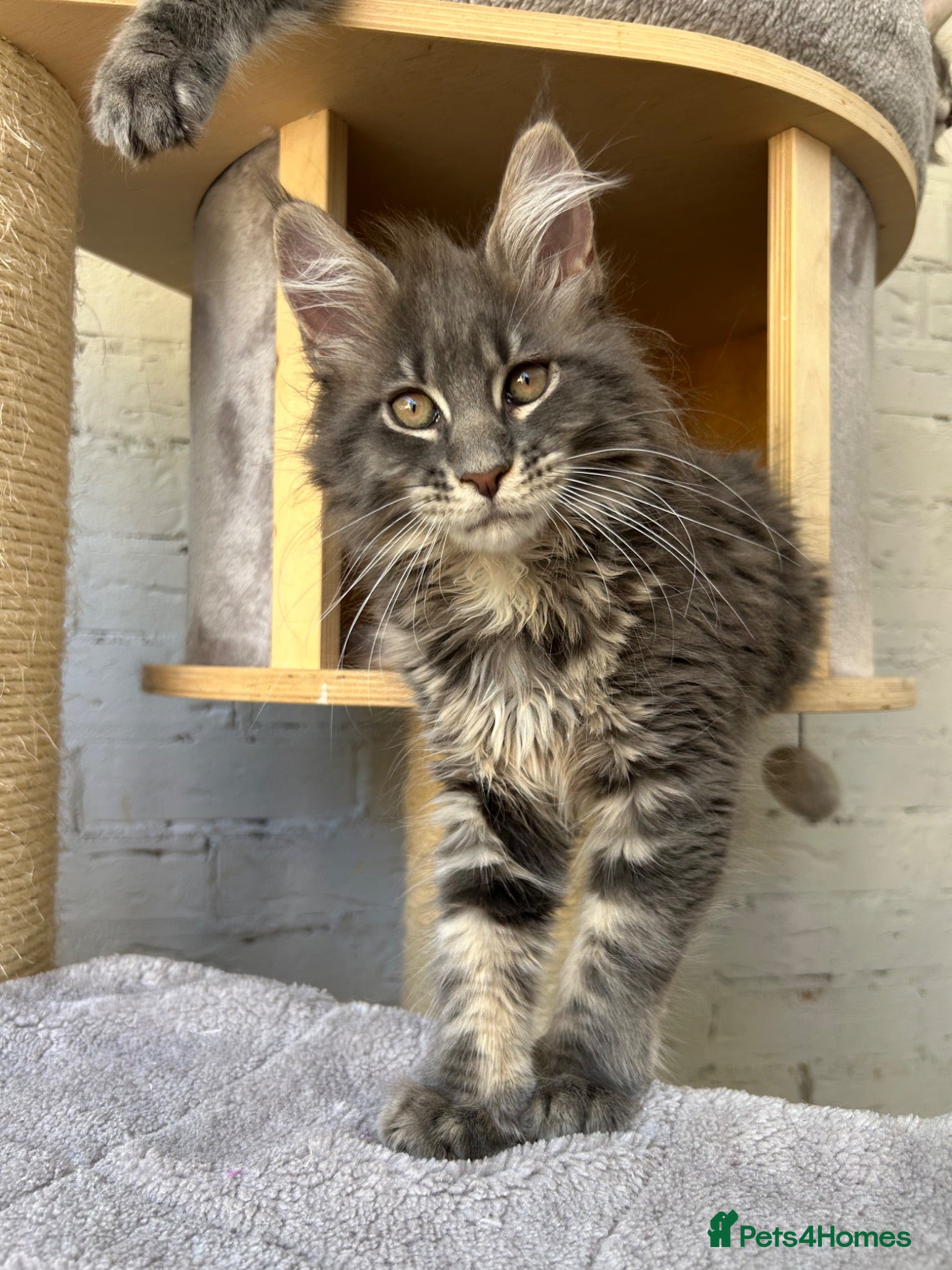Maine Coon cats XXL Pedigree Maine Coon Kittens TICA Registered - Advert 2