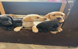 Labrador Retriever dogs for sale: Well bred Labrador puppies - Image 1