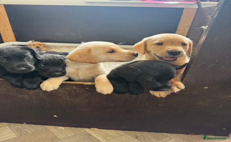 Labrador Retriever dogs - Advert 1
