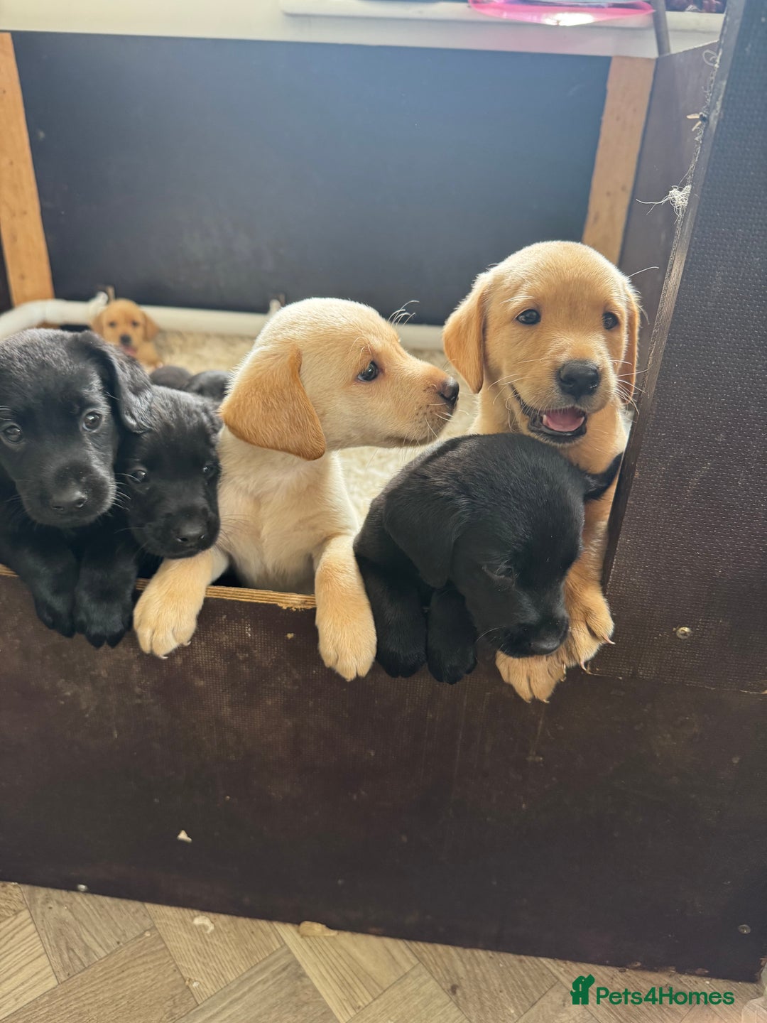 Labrador Retriever dogs for sale: Well bred Labrador puppies - Image 1