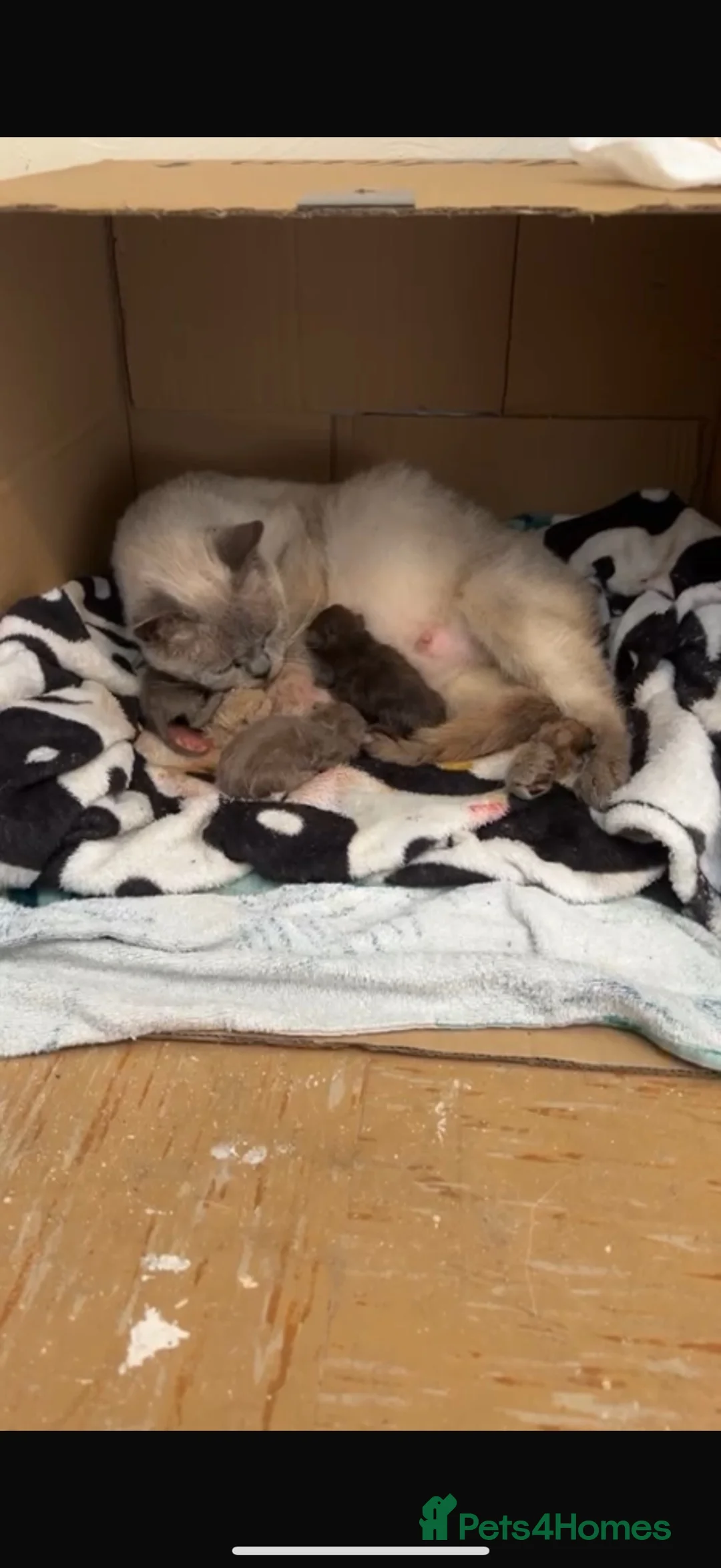 British Shorthair cats for sale: Beautiful British shorthair kittens  - Advert 2