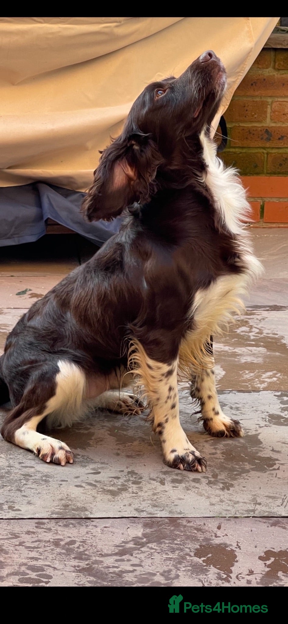 English Springer Spaniel dogs GORGEOUS ENGLISH SPRINGER SPANIEL PUPPIES - Advert 2