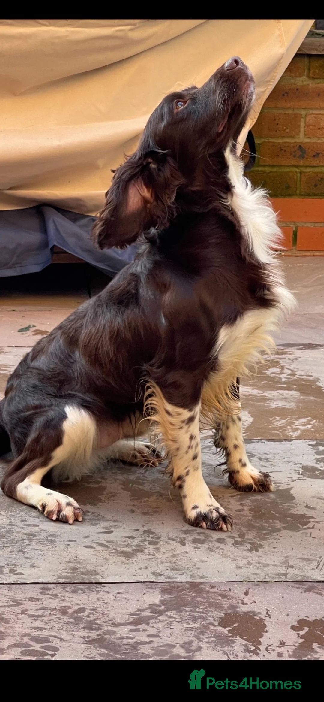 English Springer Spaniel dogs for sale: GORGEOUS ENGLISH SPRINGER SPANIEL PUPPIES - Advert 2