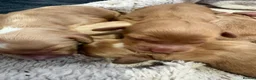 Cockapoo dogs for sale: Gorgeous cockapoo pups, F1 Ready December 15th in Falkirk - Advert 3