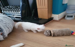 Ragdoll cats for sale: REDUCED Ragdoll kitten ready now - Image 6
