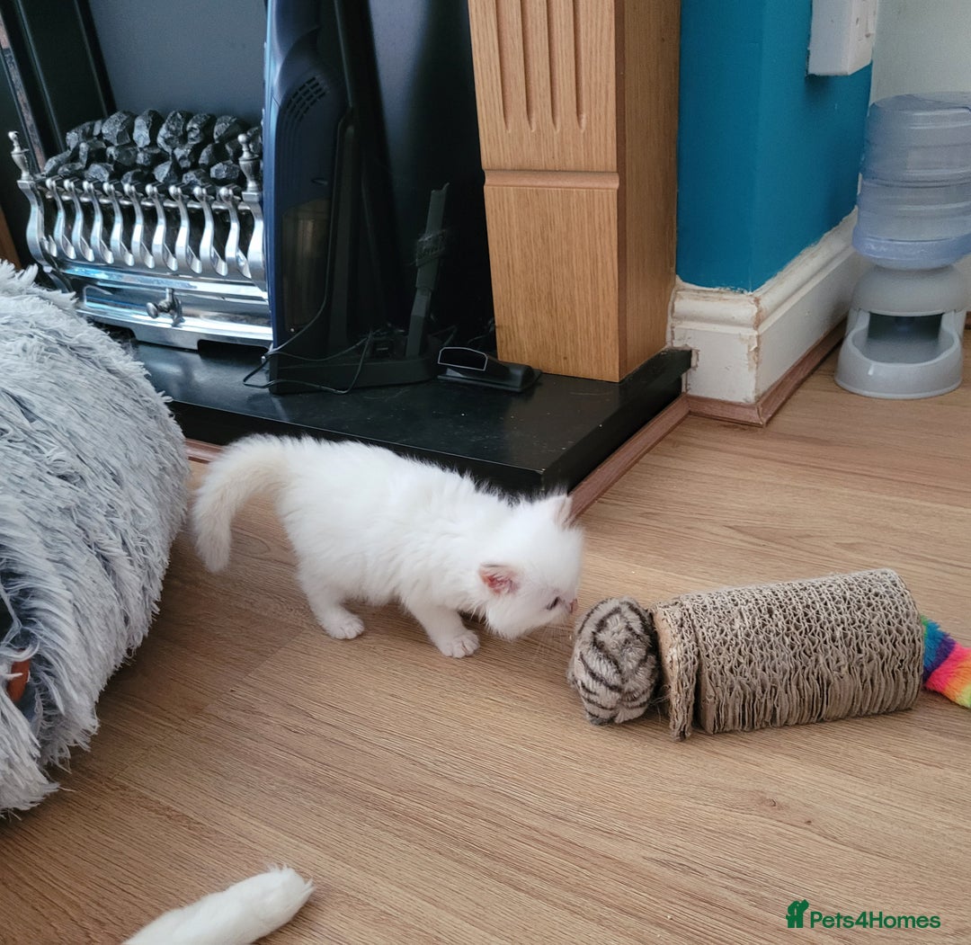 Ragdoll cats for sale: REDUCED Ragdoll kitten ready now - Image 6