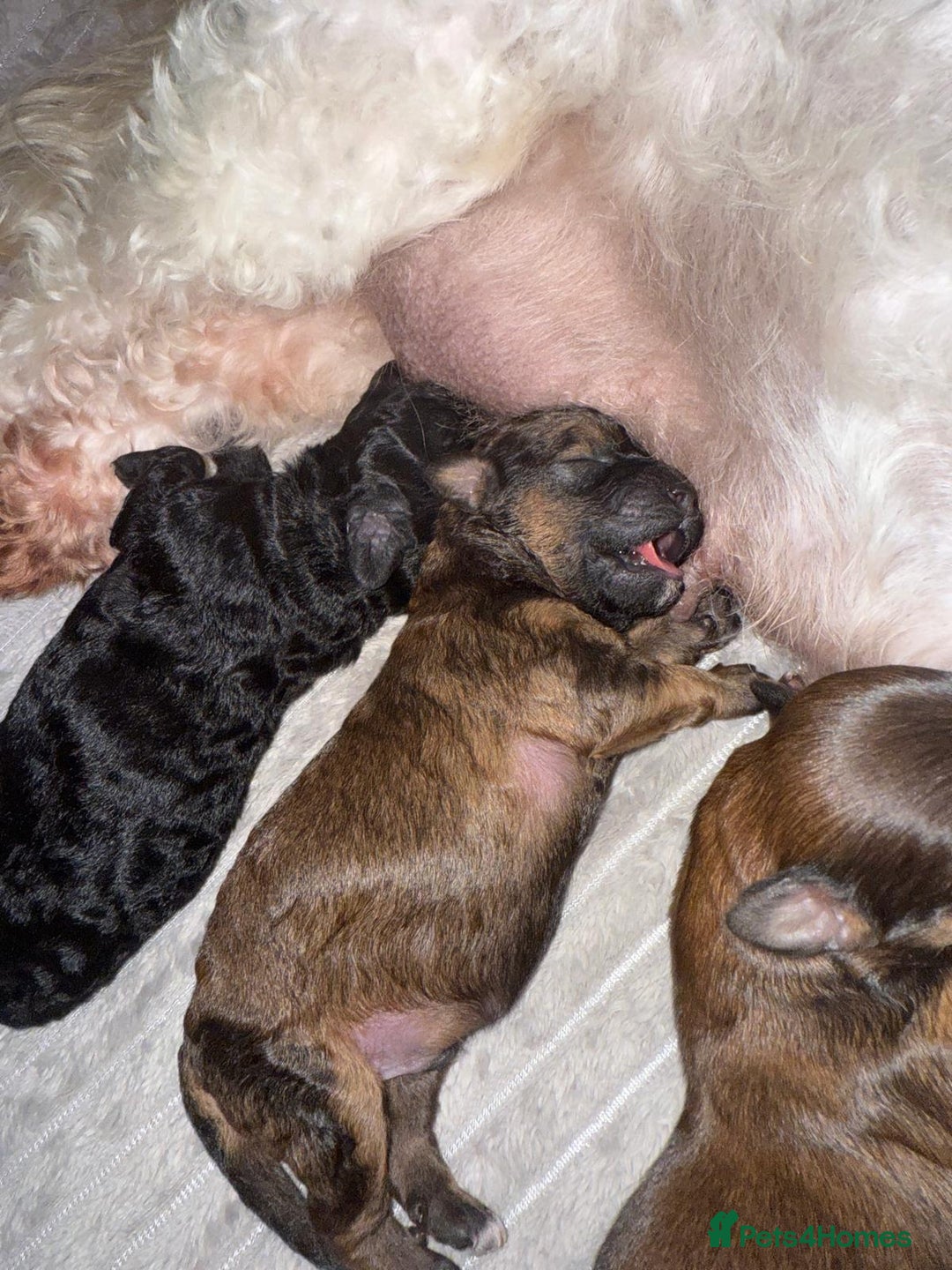 Cavachon dogs for sale:  🐶✨Cavapoochon Puppies ready to reserve 🐶✨ - Image 6