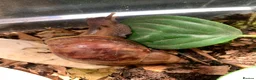 Snails invertebrates for sale: Giant African Land snails for sale  - Advert 2