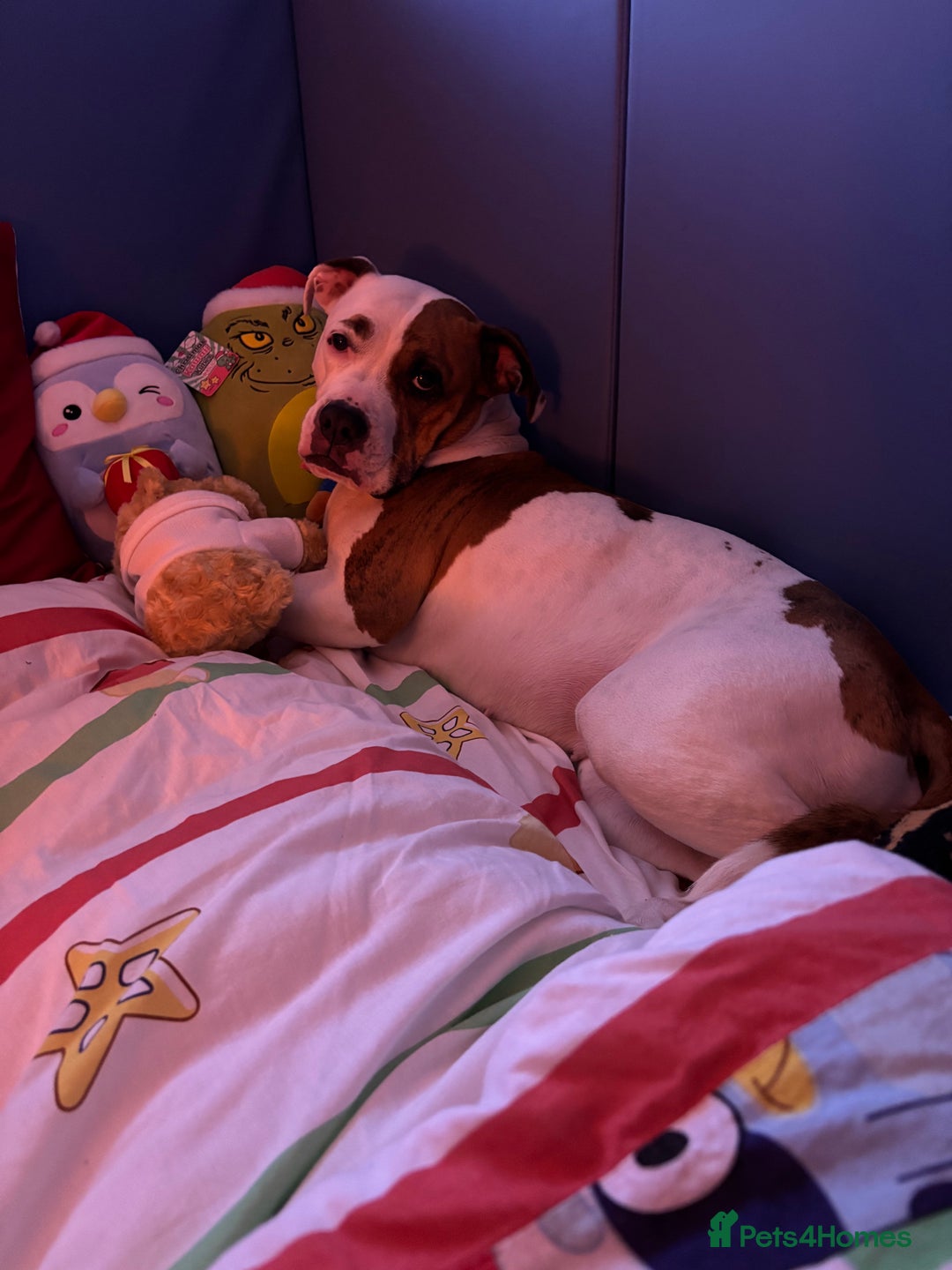 American Bulldog dogs for sale: Gorgeous adult American bull dog  - Advert 3