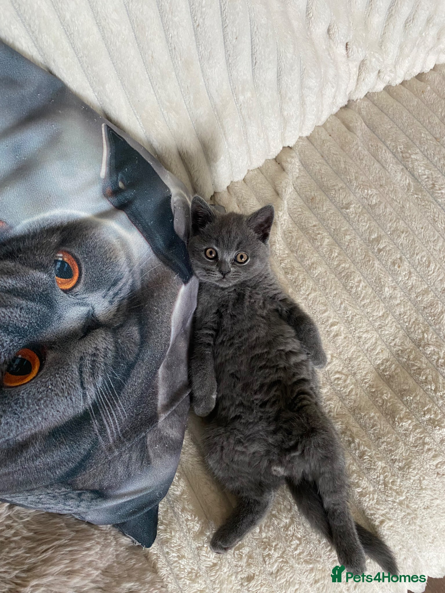 British Shorthair cats READY❤️PURE BRITISH SHORTHAIR ONE BOY LEFT  - Advert 1