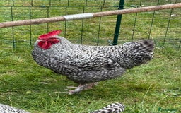 Chickens poultry for sale: French Silver Cuckoo Maran Cockerels - Image 6