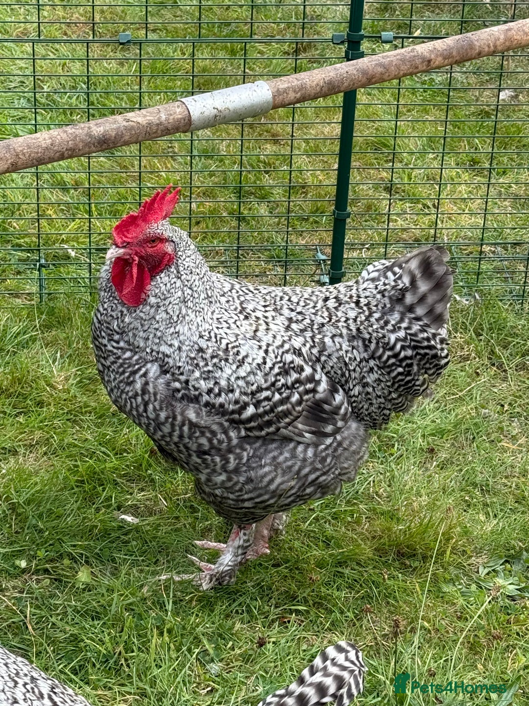 Chickens poultry for sale: French Silver Cuckoo Maran Cockerels - Image 6