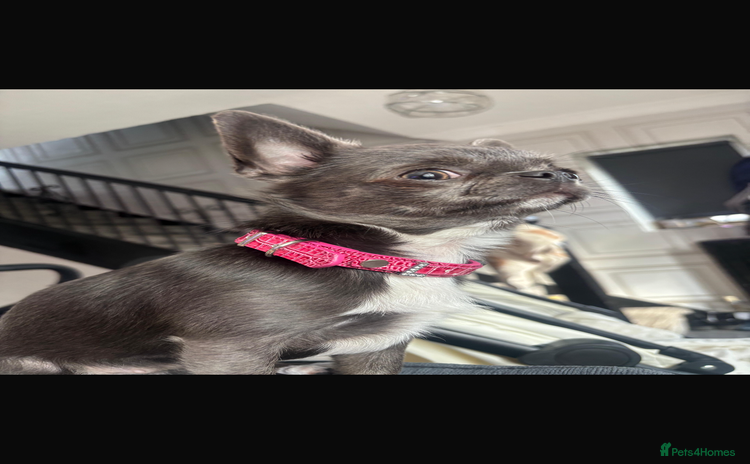 Chihuahua dogs - Advert 5