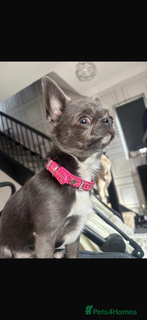 Chihuahua dogs - Advert 3