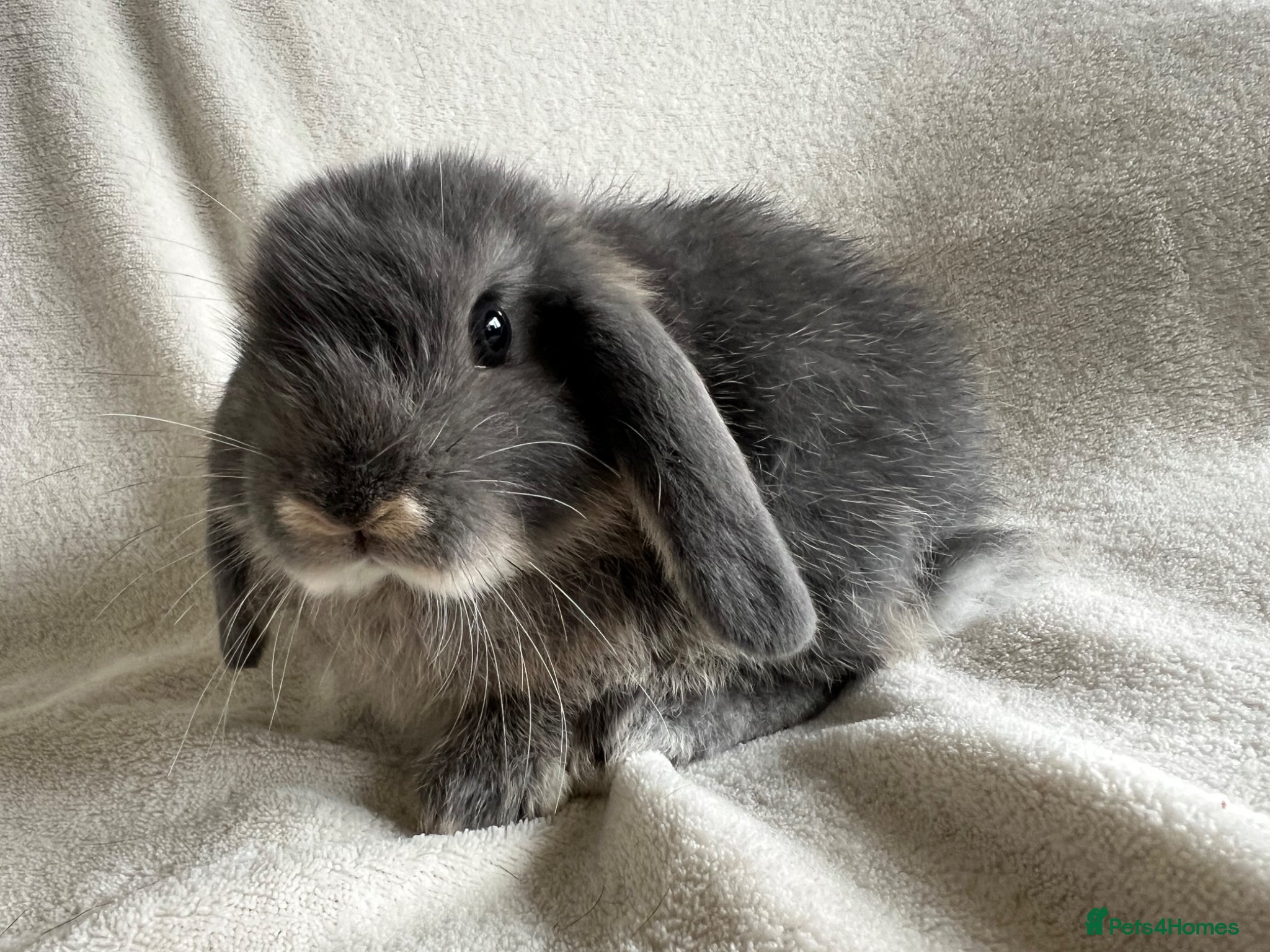 Mini Lop rabbits Mini Lops Ready To Leave Now  - Advert 2