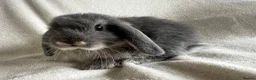 Mini Lop rabbits for sale: Mini Lops Ready To Leave Now  - Advert 2