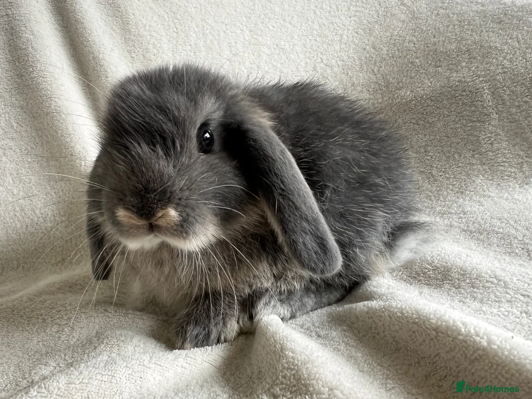 Mini Lop rabbits for sale: Mini Lops Ready To Leave Now  - Advert 2