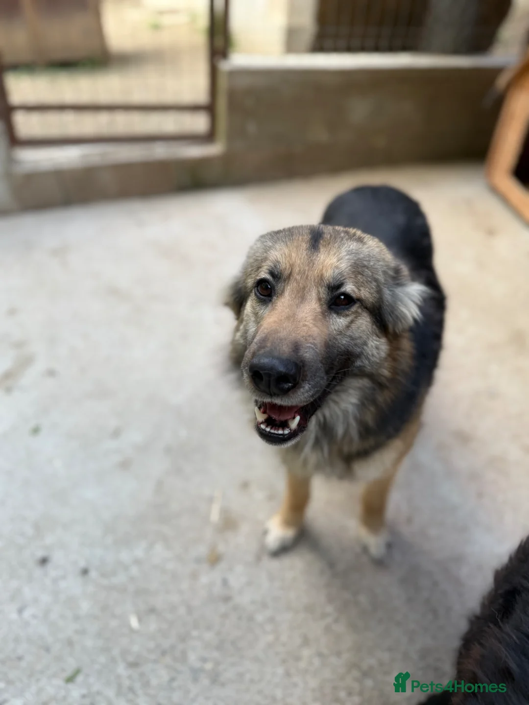 Mixed Breed dogs for adoption: Saturday 🩷 - Advert 1